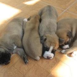 sleeping boxer pups.jpg
