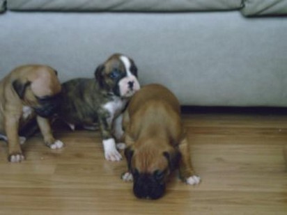 three boxer puppies.jpg
