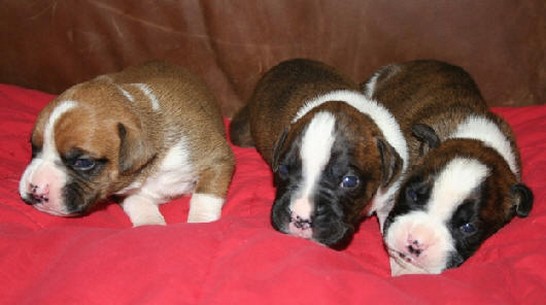three cute boxer puppies.jpg

