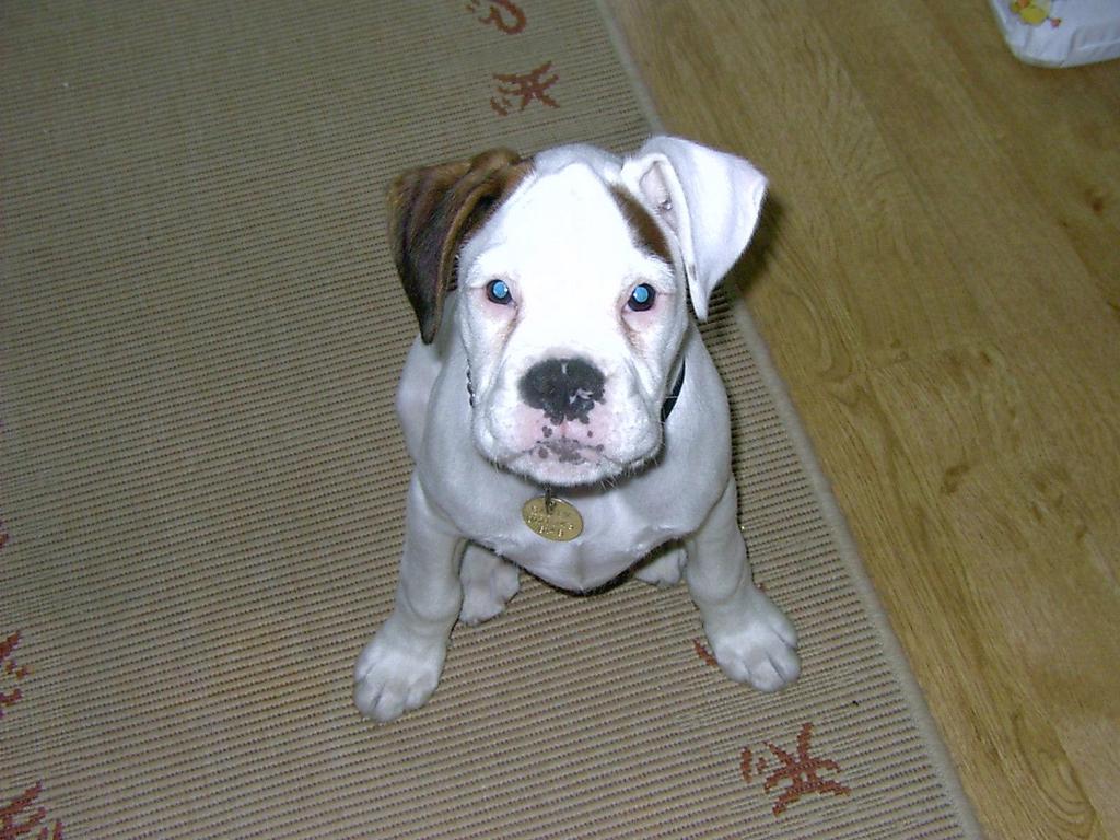 white boxer puppy.jpg
