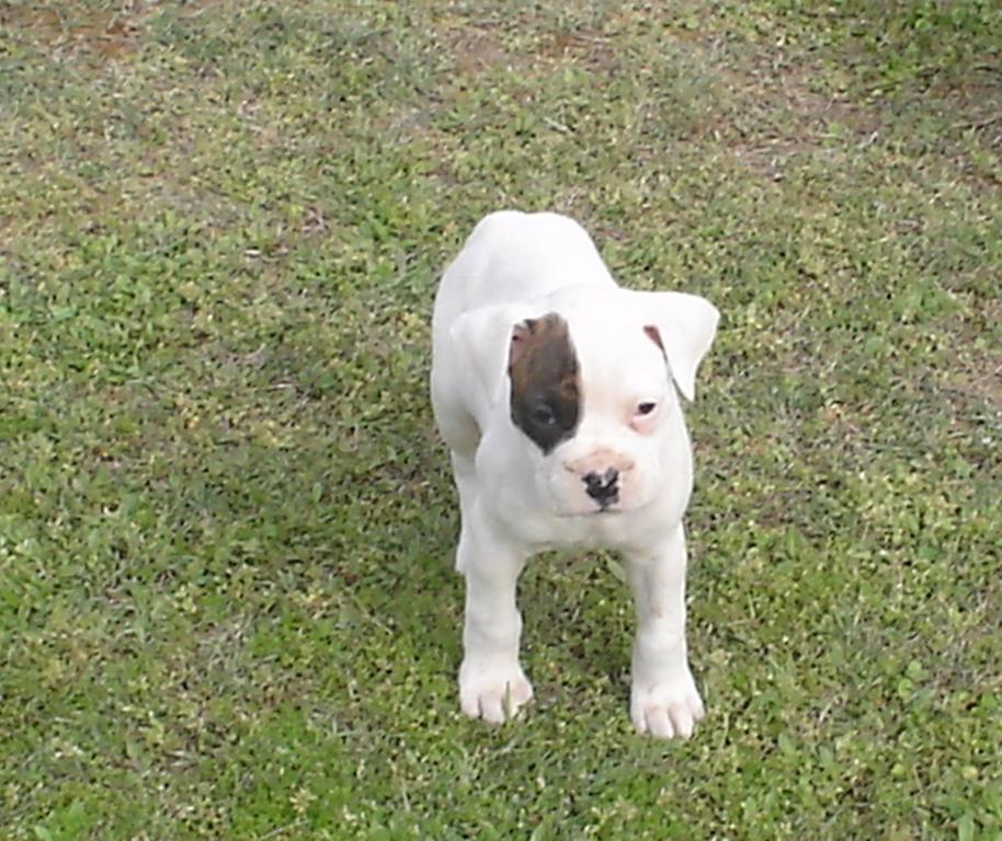 white boxer with brown dot on one eye.jpg
