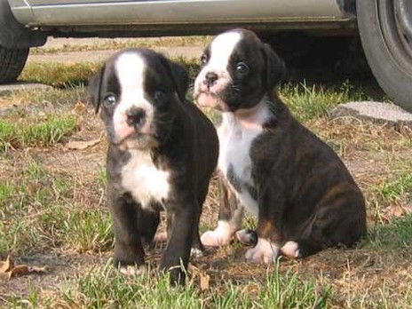 young boxer puppies in black and white.jpg
