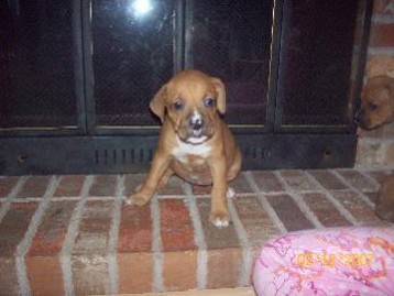 young boxer puppy on the fireplace.jpg
