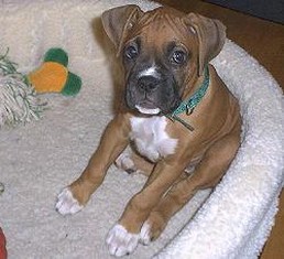 boxer pup in dog bed.jpg
