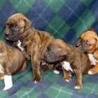 boxer puppies in group.jpg
