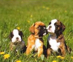 boxer puppies on grass field.jpg
