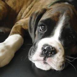 boxer puppy face close up.jpg
