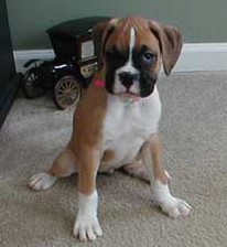 boxer puppy in light tan and white.jpg
