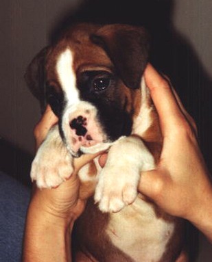 boxer puppy in white and tan.jpg
