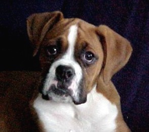 boxer puppy innocent face.jpg
