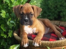 Boxer puppy on dog bedJPG.jpg

