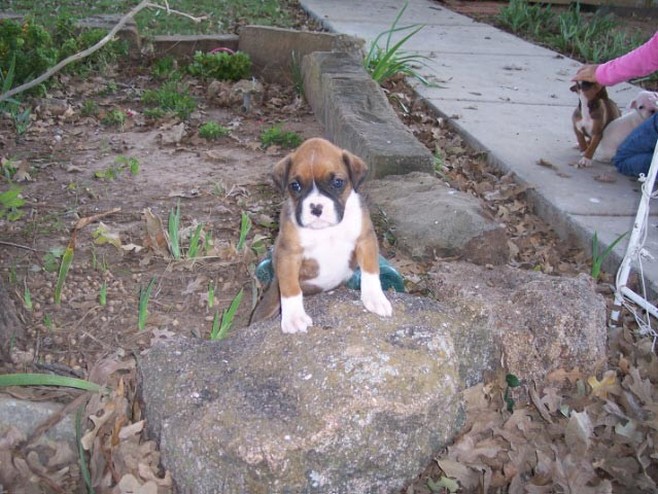 boxer puppy sits on a rock.jpg
