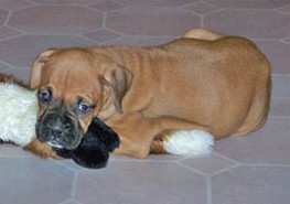 boxer puppy_cute dog.jpg
