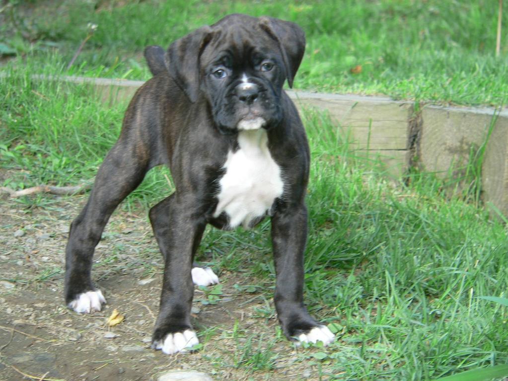 brownish black with white boxer puppy.jpg
