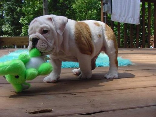 Bulldog puppy playing.jpg

