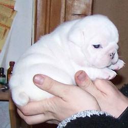cute English Bulldog puppy.jpg
