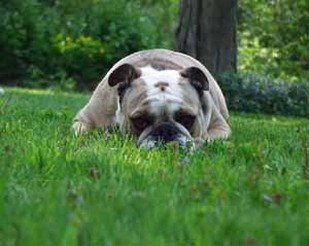 English bulldog relaxing on the grass.jpg

