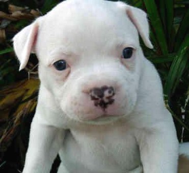 French Bulldog puppy in white.jpg
