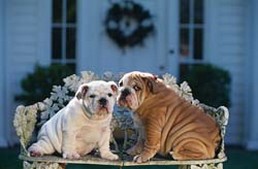 two Bulldog puppies.jpg
