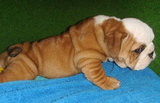 white and tan English bulldog pup.jpg
