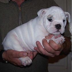 white Bulldog puppy.jpg
