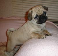 pug in brown and golden11.jpg
