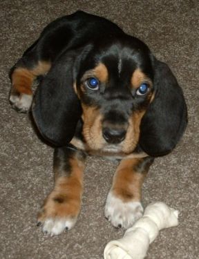 basset puppy in black with tan and white spots.jpg
