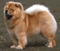 tan Chow Chow puppy with white tale.jpg
