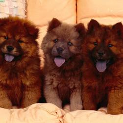 three brown Chow Chow Puppies.jpg
