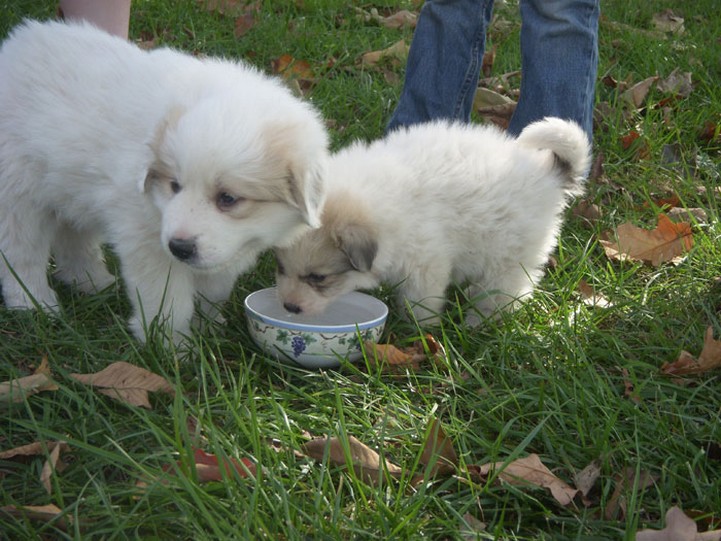 chow chow mix puppies.jpg
