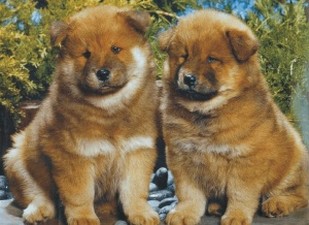 Chow Chow puppies photo.jpg

