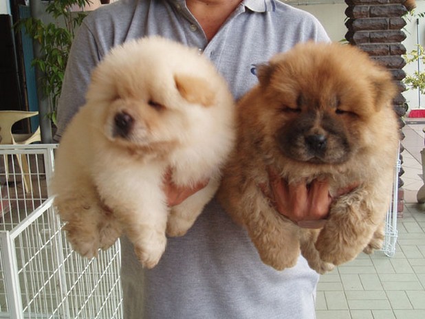 Chow Chow puppy breeders.jpg
