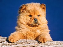 Chow Chow puppy pictures.jpg
