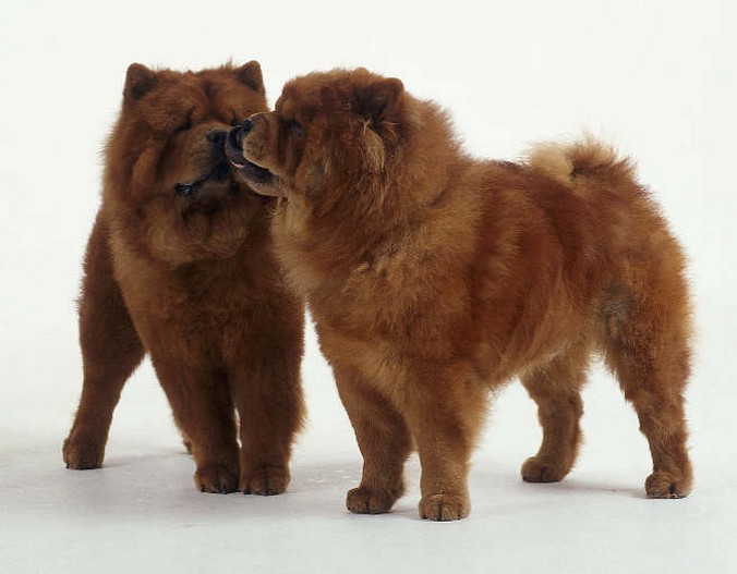 Chow Chows puppies.jpg
