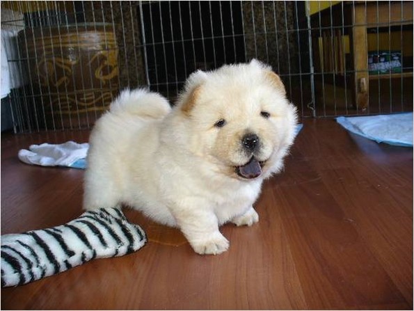 cute cream Chow Chow puppy.jpg

