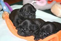 pugs in black.jpg
