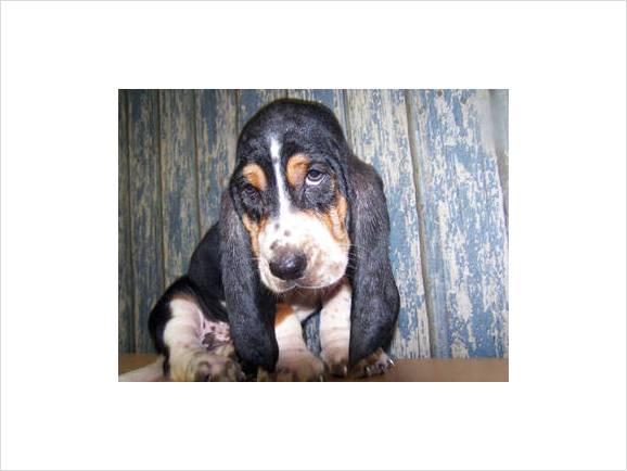 basset puppy in black, tan and white.jpg
