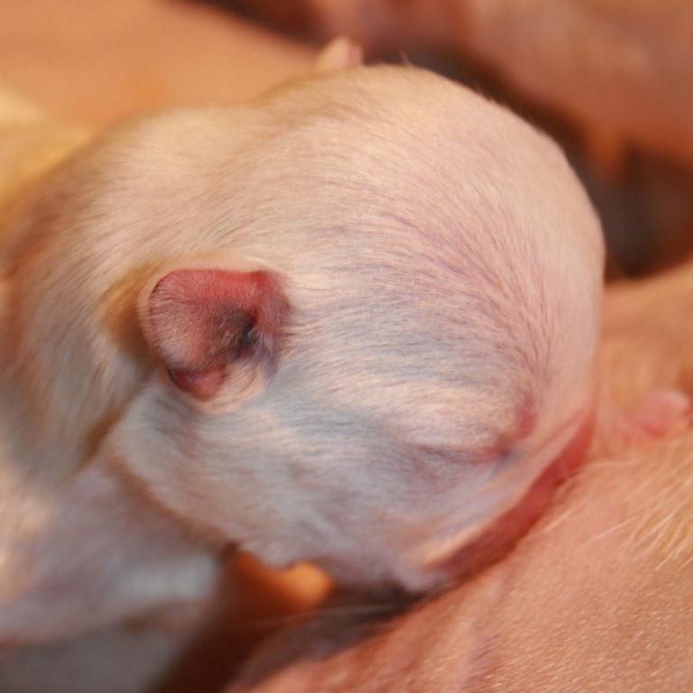 newnborn French Bulldog Puppy drinking milk.jpg
