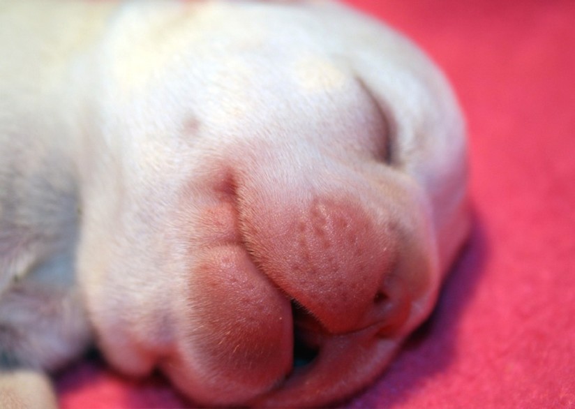 newborn Bulldog Puppy with red mouth.jpg
