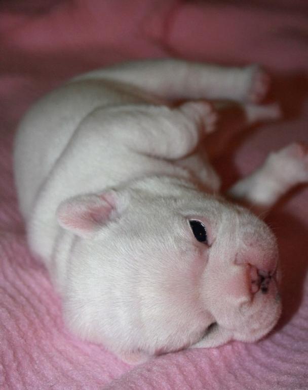 newborn Bulldog Puppy in white_funny looking.jpg
