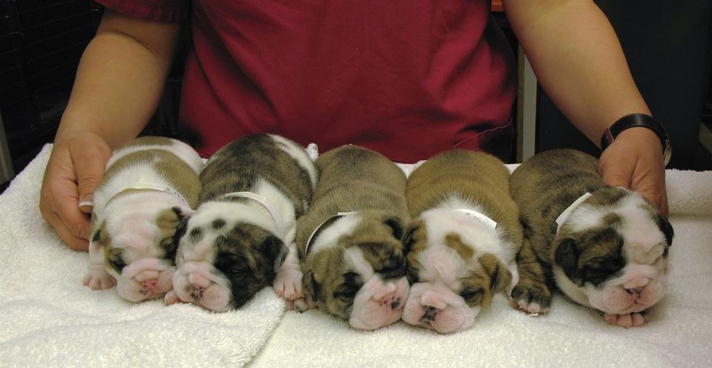 group of Bulldog Puppies.jpg
