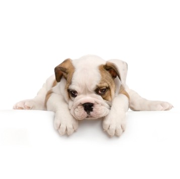cute Bulldog Puppy.jpg
