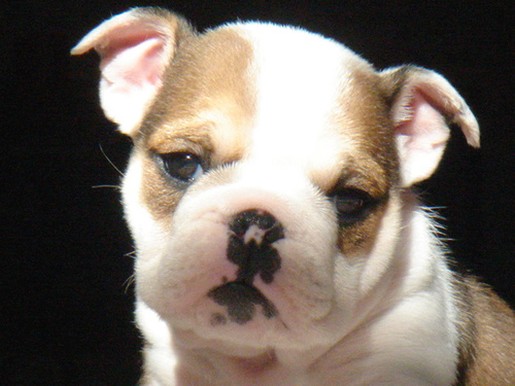 close up picture of Bulldog Puppy.jpg

