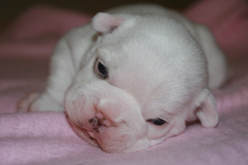 adorable Bulldog Puppy.jpg
