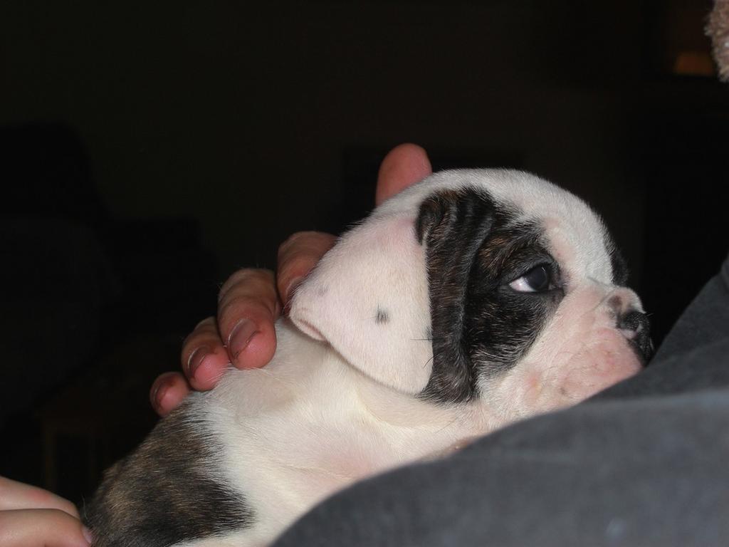 young cute whtie and black Bulldog Puppy.jpg
