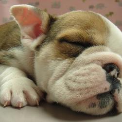 young Bulldog Puppy sleeping.jpg
