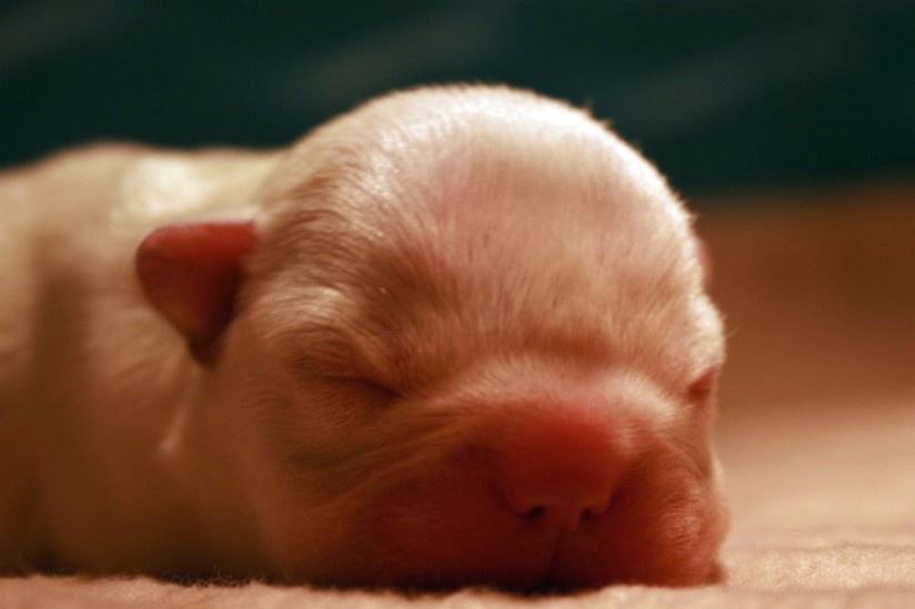 white newborn French Bulldog Pup.jpg
