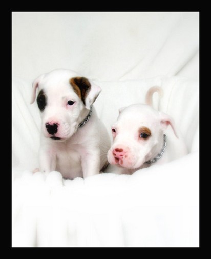 two white American Bulldog Puppies with dots.jpg
