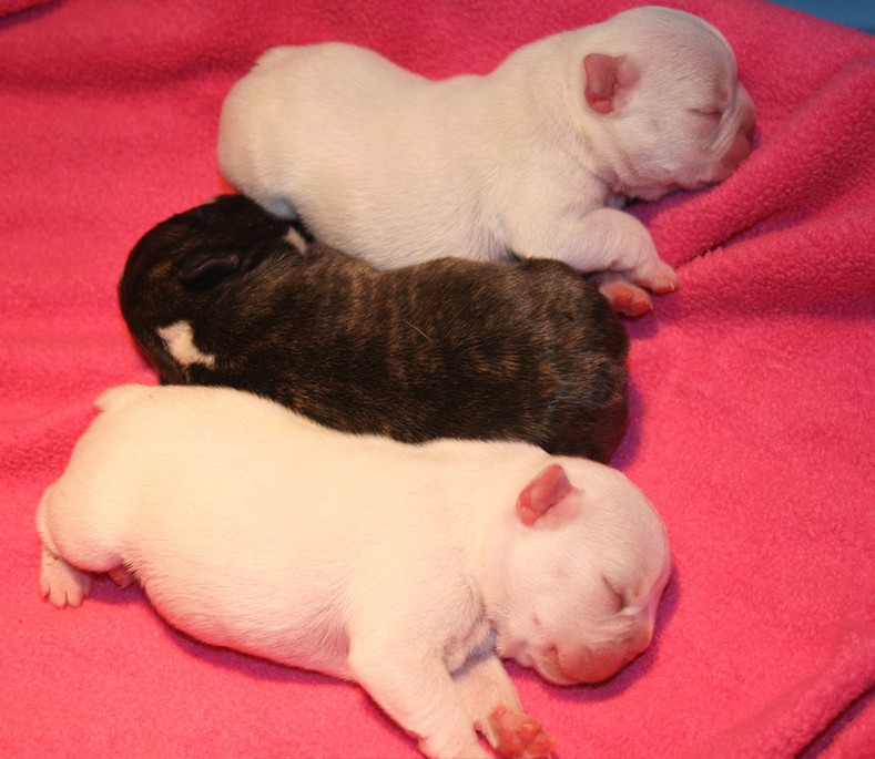 three newborn French Bulldog Puppies.jpg
