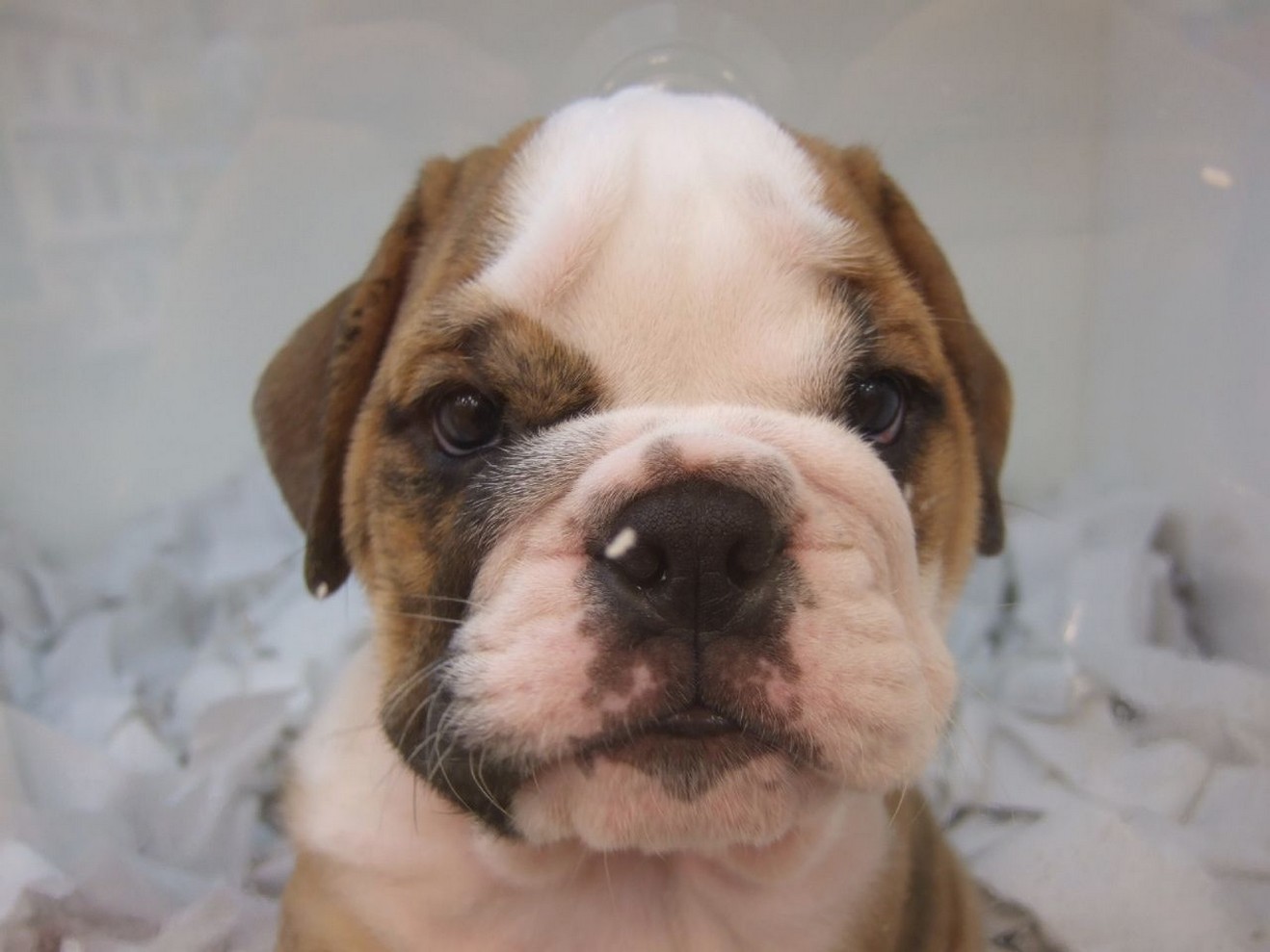 so cute looking English Bulldog Pup.jpg
